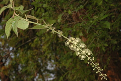 Croton caudatus